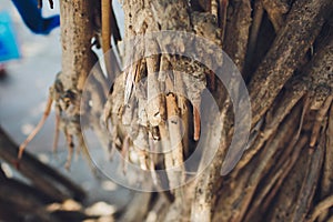 Coconut or palm tree root at beautiful beach.