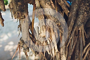 Coconut or palm tree root at beautiful beach.