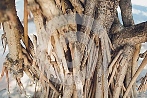 Coconut or palm tree root at beautiful beach.