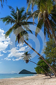 Coconut palm tree sand beach on blue sky day holiday travel