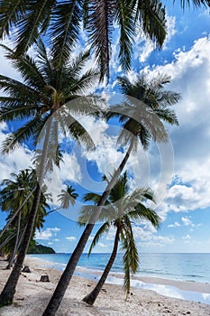 Coconut palm tree sand beach on blue sky day holiday travel