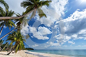 Coconut palm tree sand beach on blue sky day holiday travel