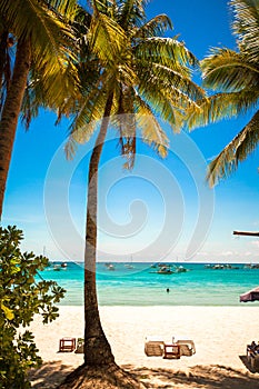 Coconut Palm tree on the sandy beach in exotic