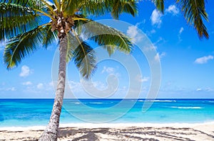 Coconut Palm tree on the sandy beach in Hawaii