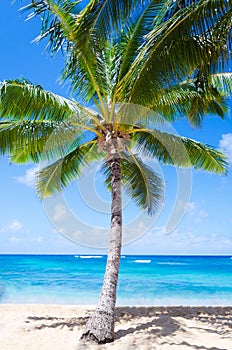 Coconut Palm tree on the sandy beach in Hawaii