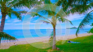 Coconut Palm tree on the sandy beach in Hawaii, Kauai