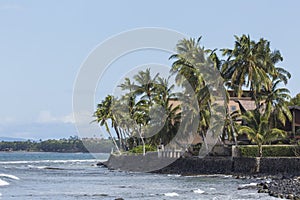 Coconut Palm tree on the sandy beach in Hawaii, Kauai