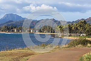 Coconut Palm tree on the sandy beach in Kapaa Hawaii, Kauai