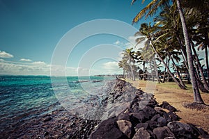 Coconut Palm tree on the sandy beach in Kapaa Hawaii, Kauai