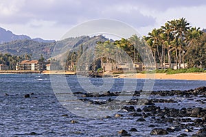 Coconut Palm tree on the sandy beach in Kapaa Hawaii, Kauai