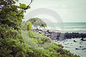 Coconut Palm tree on the sandy beach in Kapaa Hawaii, Kauai