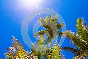 Coconut Palm tree on the sandy beach in Seyshelles