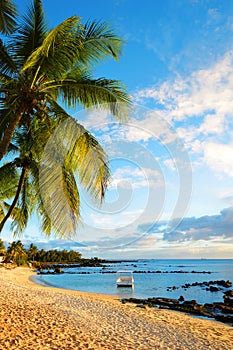 Coconut palm tree on sandy beach.Tropical coast of Mauritius island at sunset.