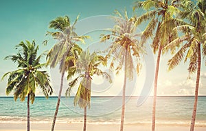 Coconut palm tree on seaside beac photo