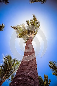 Coconut palm tree shot at a wide angle against the sun.