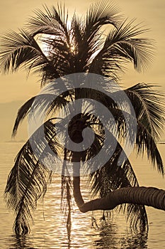 Coconut palm tree silhouette at sunset. Koh Phangan island, Thailand