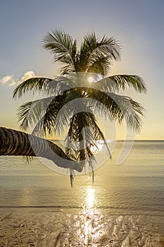 Coconut palm tree silhouette at sunset near sea water. Koh Phangan island, Thailand