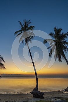 Coconut palm tree silhouette at sunset on tropical beach near sea water, island Phangan, Thailand