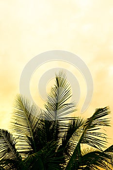 Coconut palm tree silhouettes at sunset