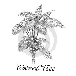 Coconut palm tree sketch