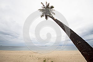 Coconut palm tree sloping on the beach in a cloudy and rainy day