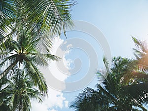 Coconut palm tree with sun light on sky and cloud background