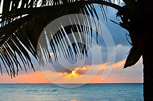 Coconut palm tree at sunset