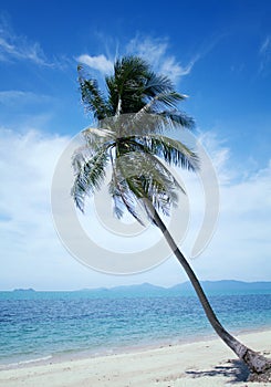 Coconut palm tree on sunshine and sandy beach and tropical sea a