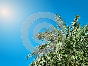 Coconut Palm Tree Top Against Blue Sky on Sunny Day