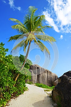 Coconut palm tree on tropical beach Anse Source d`Argent, La Digue Island, Indian Ocean, Seychelles.