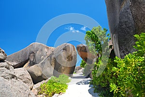 Coconut palm tree on tropical beach Anse Source d`Argent, La Digue Island, Indian Ocean, Seychelles.