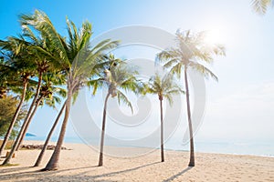 coconut palm tree on tropical beach seascape in summer