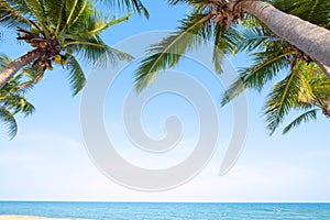 Coconut palm tree on tropical beach seascape in summer.