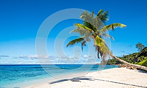Coconut palm tree on tropical beach, Seychelles photo