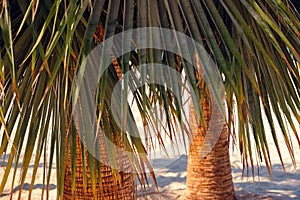 Coconut palm tree at tropical coast beach, made with Vintage Tones, Warm tones. Holiday concept.