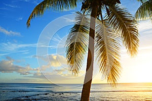 Coconut palm tree at tropical coast of Mauritius island at sunset.