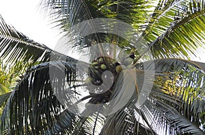 Coconut palm tree. A tropical tree Cocos nucifera