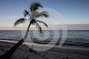 Coconut Palm Tree in Tropics