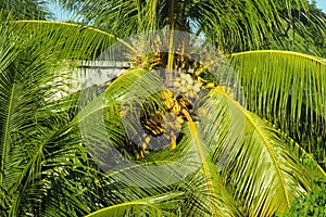 Coconut palm tree in tropics