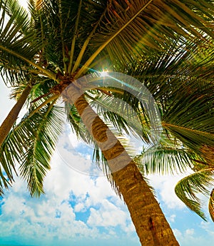 Coconut Palm tree under a cloudy sky in Guadeloupe