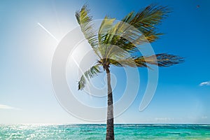 Coconut palm tree under a shining sun in Raisins Clairs beach