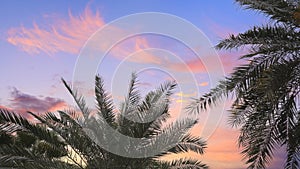 Coconut palm tree under sunset sky. Vintage background. Travel card. Tourism, vacation concept backdrop.