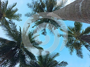 Coconut palm tree viewed from bottom of trunk. Sun burnt leaves on fronds.