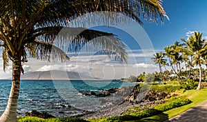 Coconut Palm Tree and Wailea Beach