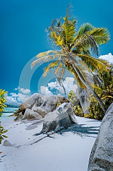 Coconut palm tree on way to source d'Argent beach, La Digue, Seychelles