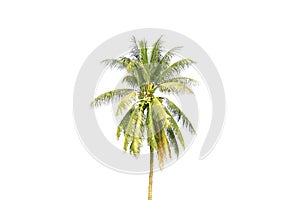 Coconut or palm tree on white background,tropical