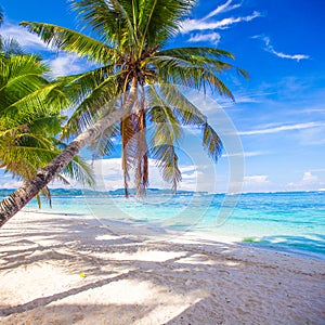 Coconut Palm tree on the white sandy beach