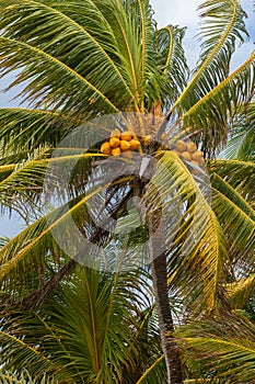 Coconut palm tree with yellow coconuts over blue sky