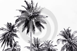 Coconut palm trees