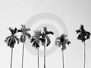 Coconut palm trees